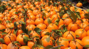 Oranges